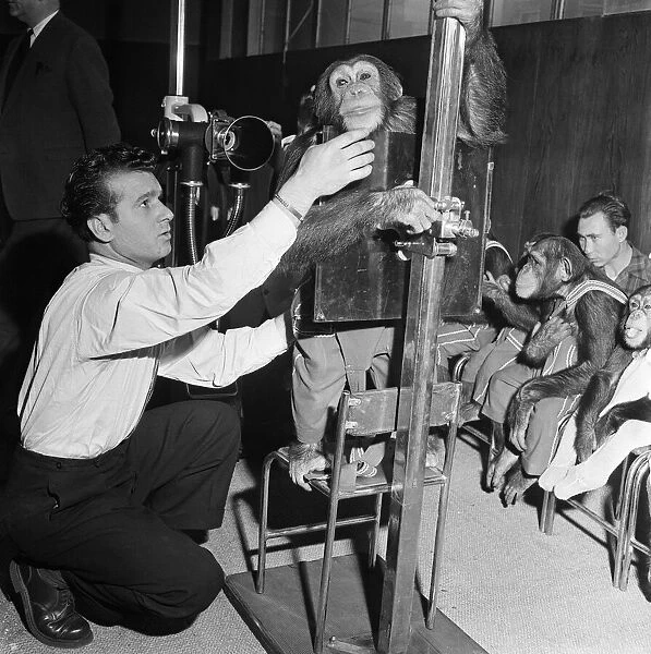 Chimpanzees being X-rayed, Billy, etc. of Bertram Mills Circus. 10th January 1954