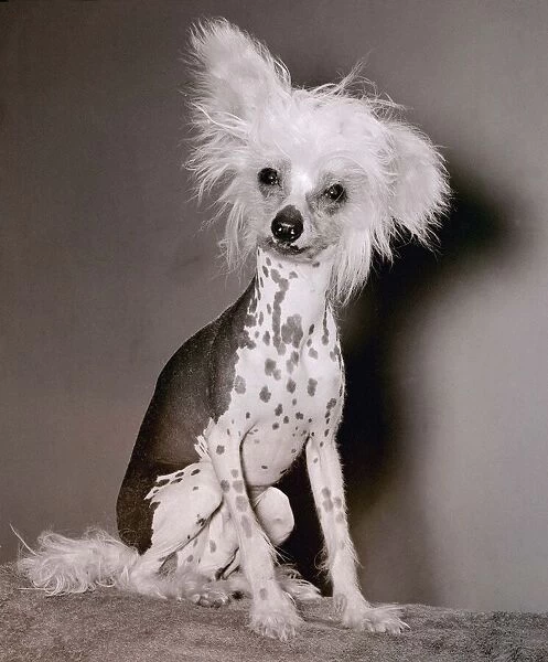 A Chinese Crested May 1981