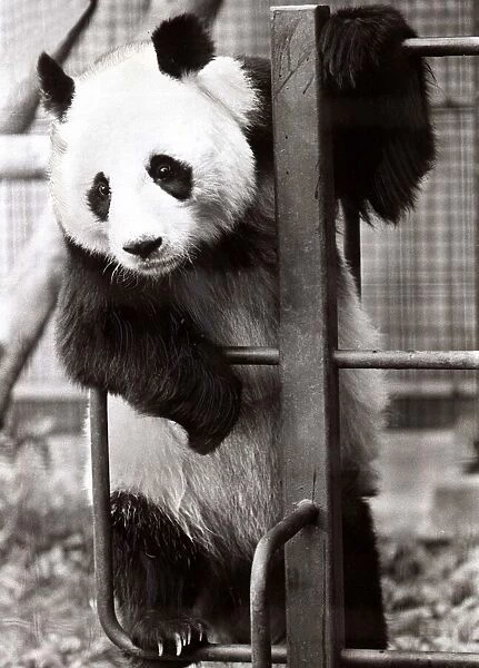 Ching Ching the Panda - September 1981 hanging about