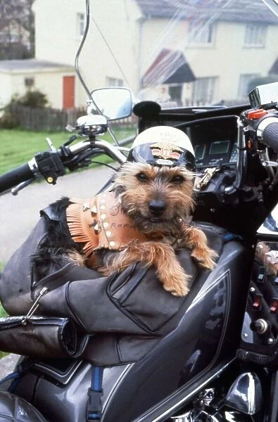 Chit the Yorkshirev Terrier on his owners motorcyle withnhis own leathers Animals