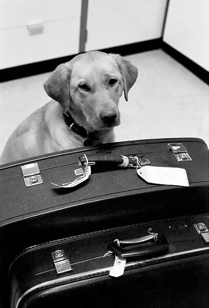 Chumley the dog. January 1975 75-00526