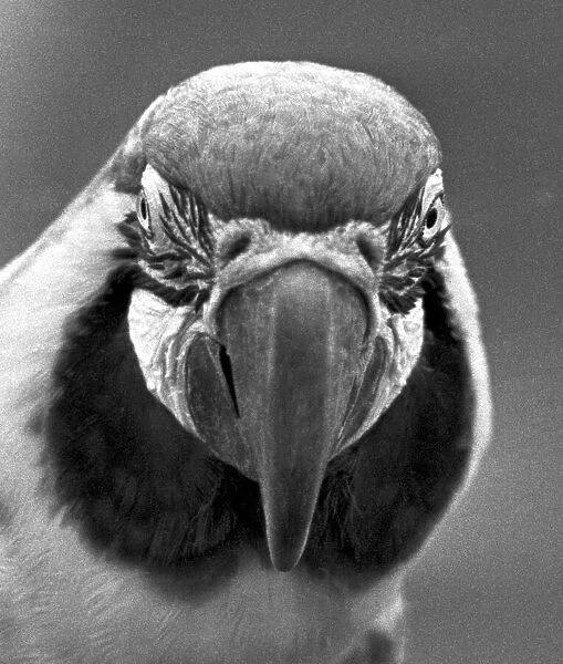 A close-up of a parrot at Twycross zoo, Warwickshire. 14th June 1984