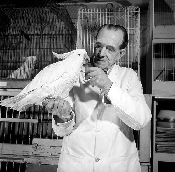A cockatoo gets the beauty treatment at a Slough pet store. March 1958 A684a-003