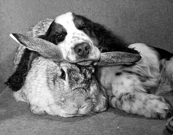 Cocker spaniel dog Rufus settling down for a snooze on friendly rabbit Peter who acts as