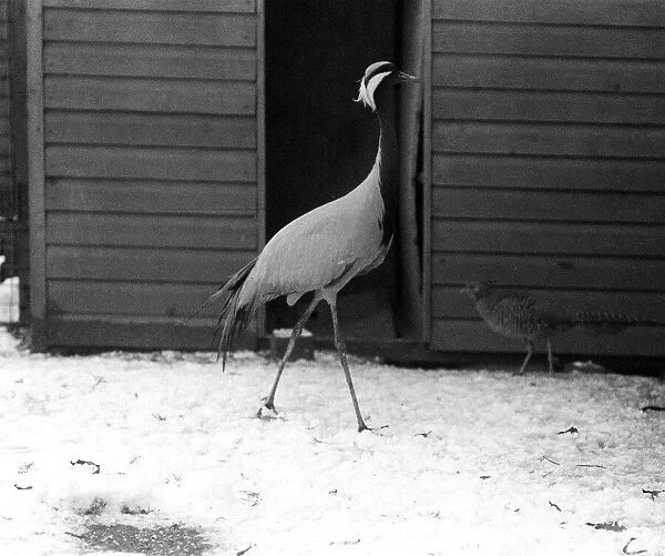 Colchester Zoo Essex in Snow Jan 1977 Hoppy the Crane