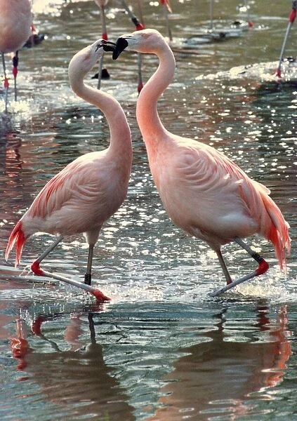 These courting Flamingos are getting quite amorous at the Wildlife