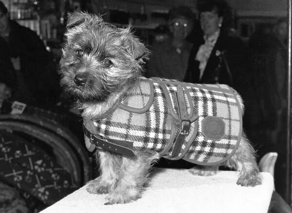 Cover up- A real Burberry coat thats designed to make your pet almost gloat
