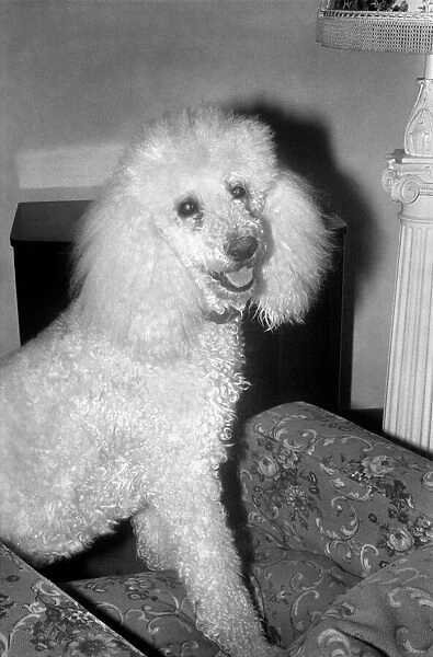 Cute Animals: Dogs: Pet poodle dog. February 1981 81-00508