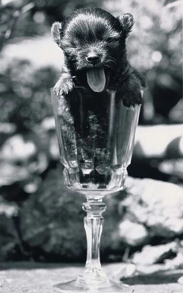 Cute Chihuahua puppy in a wine glass May 1984