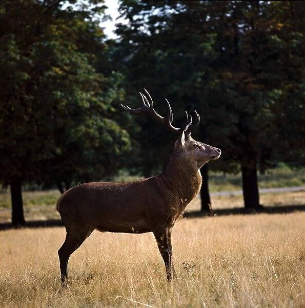 Deer in Richmond Park, London 1972