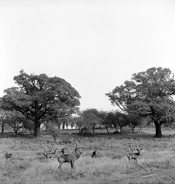 Deer walking in the trees at Richmond Park in London. October 1952 C5266-002