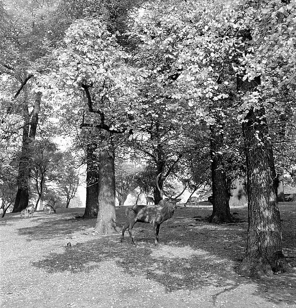 Deer walking in the trees at Richmond Park in London. October 1952 C5266-001