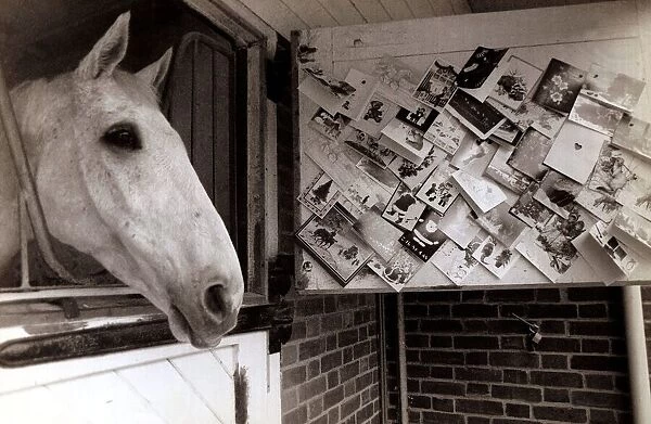 Desert Orchid Racehorse - December 1989 at Home, in his Stable