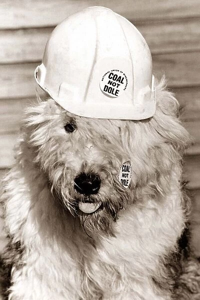 Dog wearing a hard hat  /  construction hat