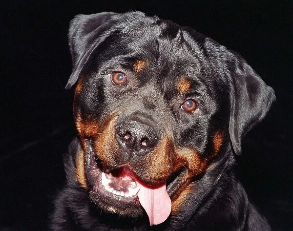 Dogs Rottweiler Crufts 1998