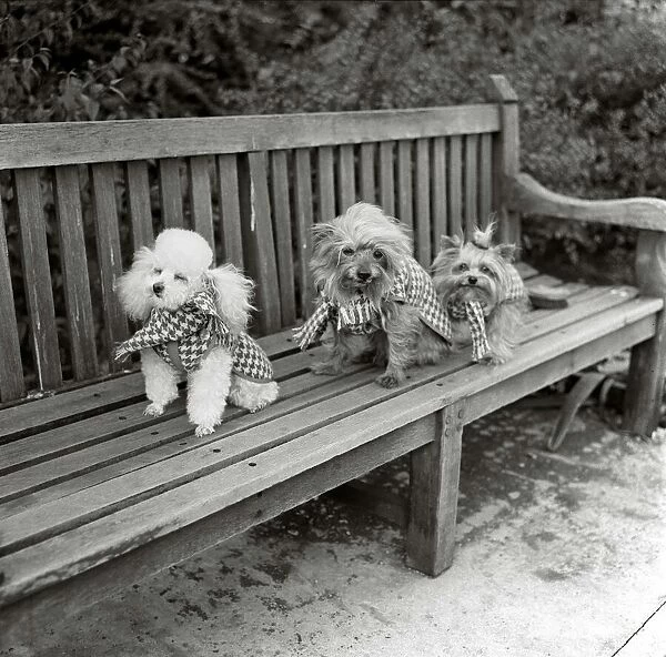 Dogs wearing scarves A poodle dog and two terriers on a park bench