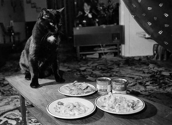 Domino the 28lb cat pictured with his daily menu. April 1978 P000417