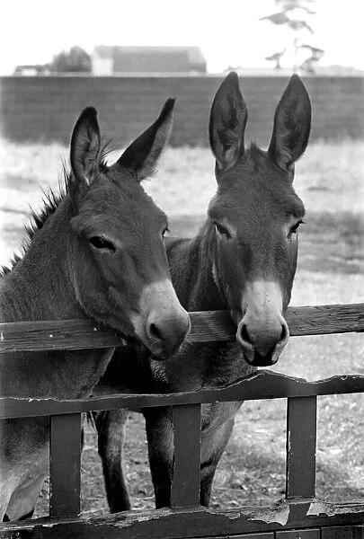 Donkeys. August 1977 77-04351-001