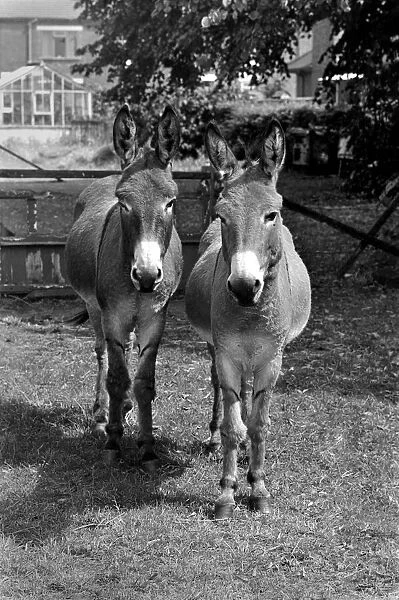 Donkeys. August 1977 77-04351-004