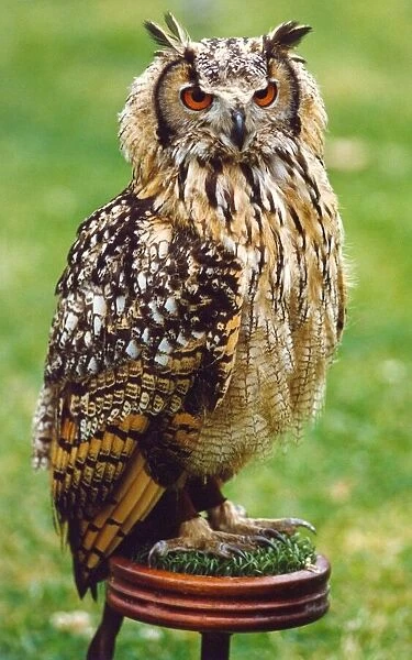 An Eagle Owl