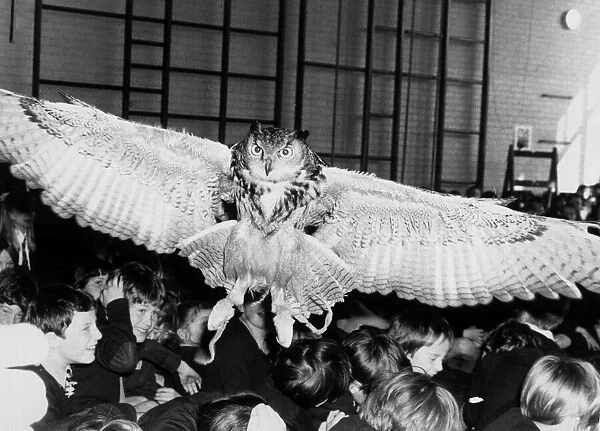 An Eagle Owl visits a Primary school in Riverhead. April 4th 1984 P044327