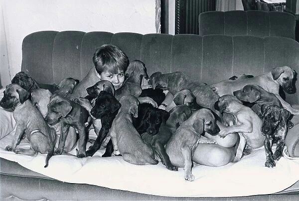 Elaine Winstanley and her 22 Great Dane Puppies May 1984