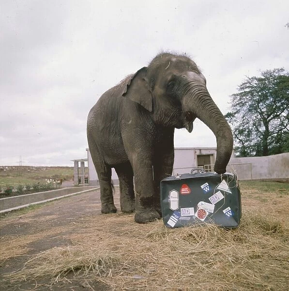Elephant smelling a suitcase circa 1985