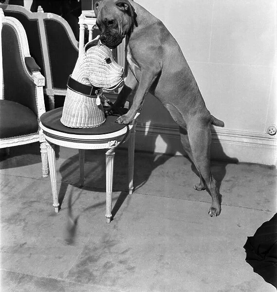 Fashions- Dior & Schiaparelli. Dog stands up to inspect this curious dog style accessory