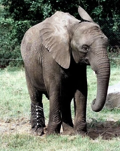 'Five'the elephant with the special boot on to protect its sprained ankle at