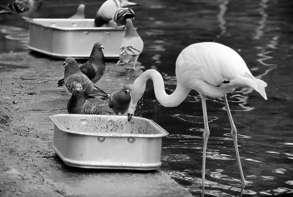 Flamingoes at London Zoo. January 1975 75-00004-002