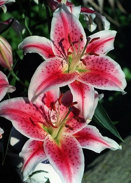 Flowers - Lily Oriental lilies