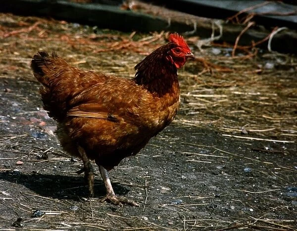 A free range chicken on walk about on his farm. 7th October 1989