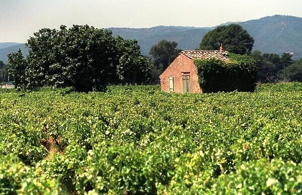The Frejeius vineyards in Southern France