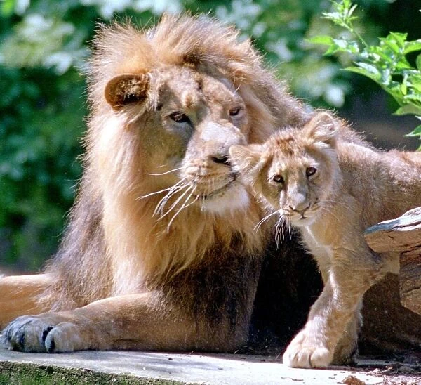 Two generations of Lions seen here in the big cat enclosure at Woburn Abbey June