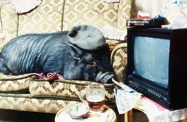 Georgie Porgie the pet pig relaxes in front of the Television December 1994