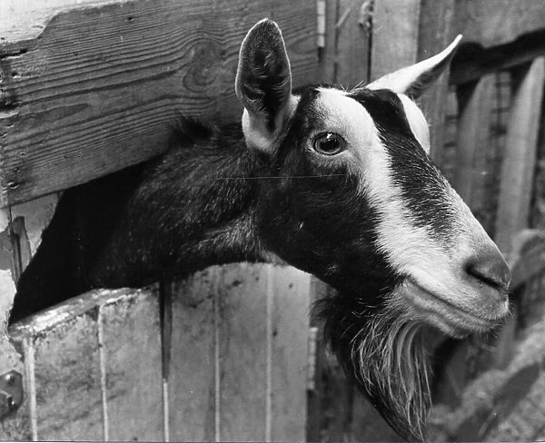 Goat with its head sticking out of a fence. 29th March 1990