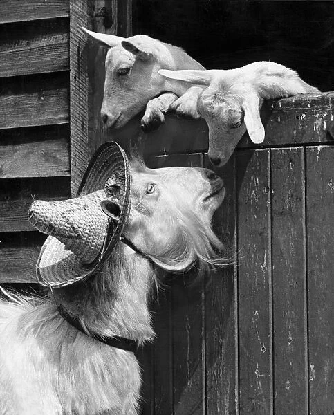 Goats of the aristocratic Windlesham Herd, Surrey, were got up for a beauty show