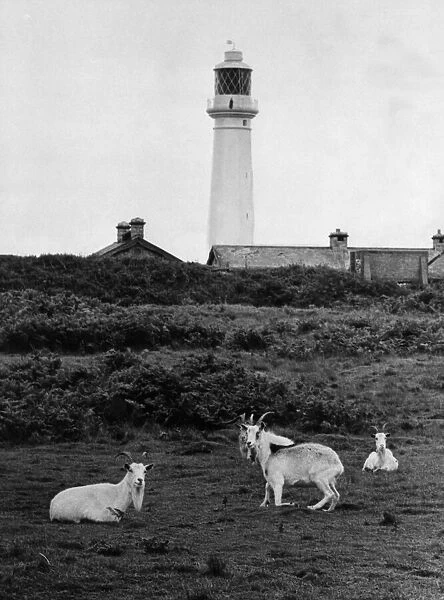 Goats grazing on Flat Holm Island (Ynys Echni) in the Bristol Channel 19th August 1967