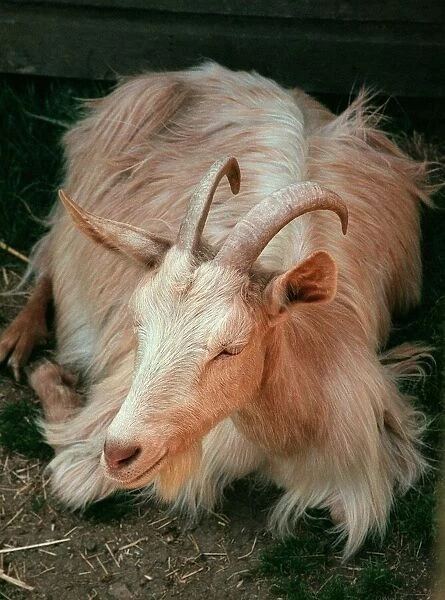Golden Gernsey goat at Aldenham Country Park July 1996