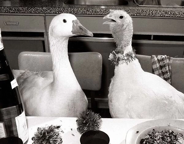 Goose and Turkey - December 1985 sitting at a dining table 06  /  12  /  1985