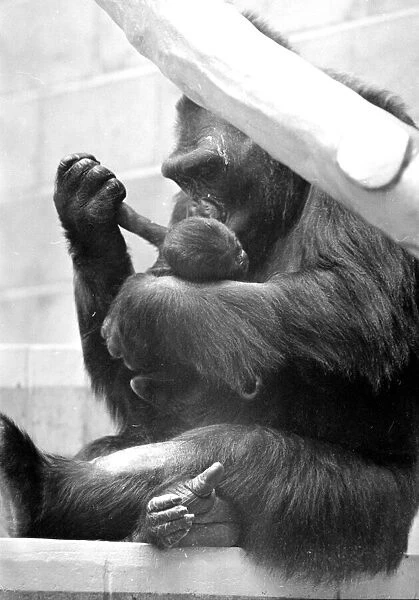 Gorilla and her baby at Bristol Zoo May 1977 77-2590-005