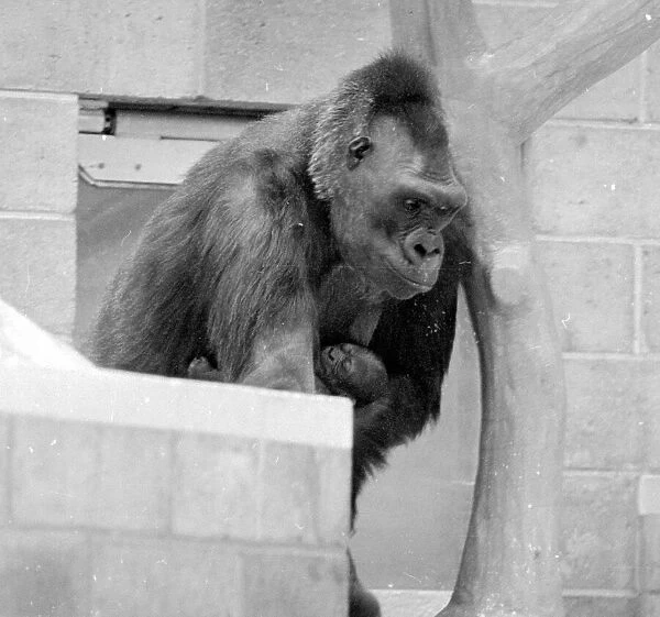 Gorilla and her baby at Bristol Zoo May 1977 77-2590-020
