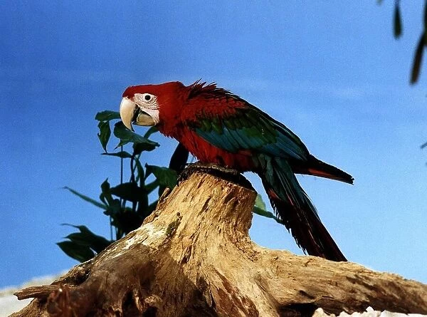 Green wing Macaw circa 1994
