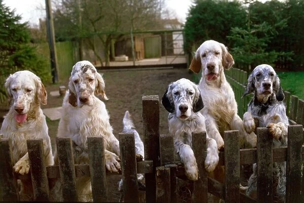 A group of English Setter dogs including Crufts supreme champion starlite express valsett