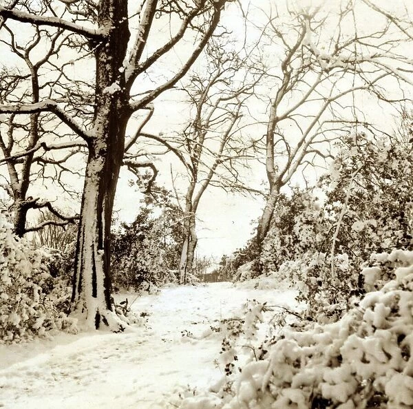Hadley Common Hertfordshire - Weather Winter Scenes Snow Trees