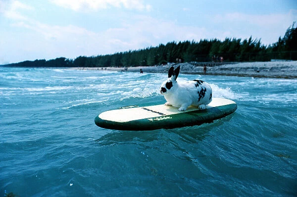 Hazel the surfing rabbit. Picture taken 1st June 1981
