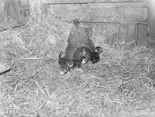 Hen owned by Mrs Sarah Corton of Wombwell, Yorks mothers 4 kittens born to Tibby