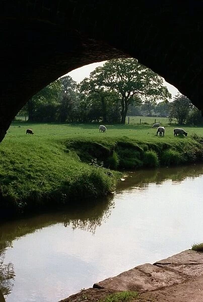 HOCKLEY HEATH Sheep beside the canal