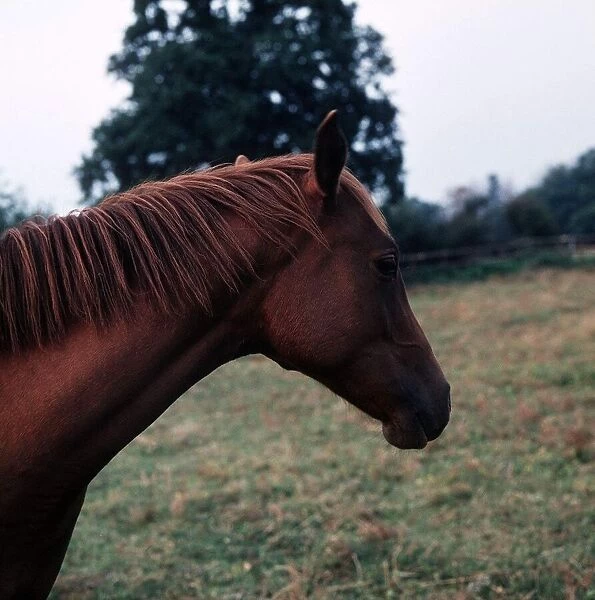 Horse in a field circa 1975