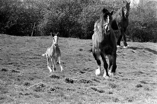 Horse and Foal. April 1977 77-02104-011